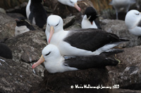 Albatrosses mating