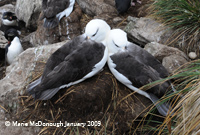 Albatrosses courting