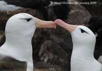 Albatrosses courting