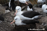 Albatrosses mating