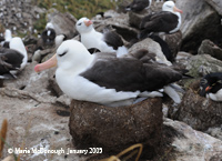 Albatross on nest (teeny bit of baby peeking out)
