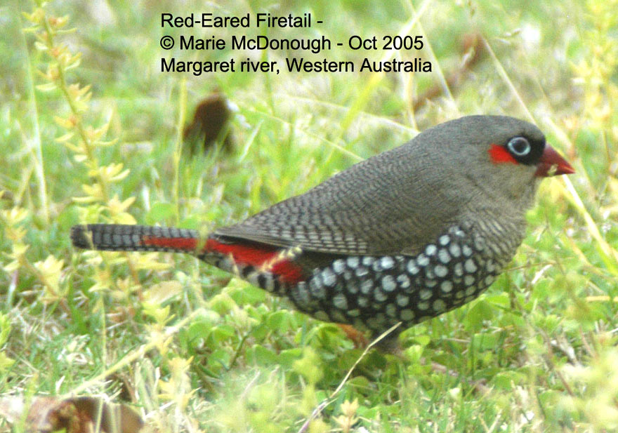 Red-eared Firetail - 152 kb