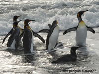 King penguins in surf