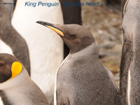 King penguin - all black head