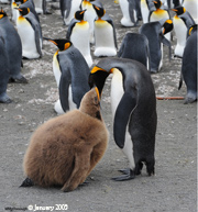 King penguin feeding chick
