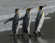Three king penguins on beach