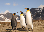 Three king penguins